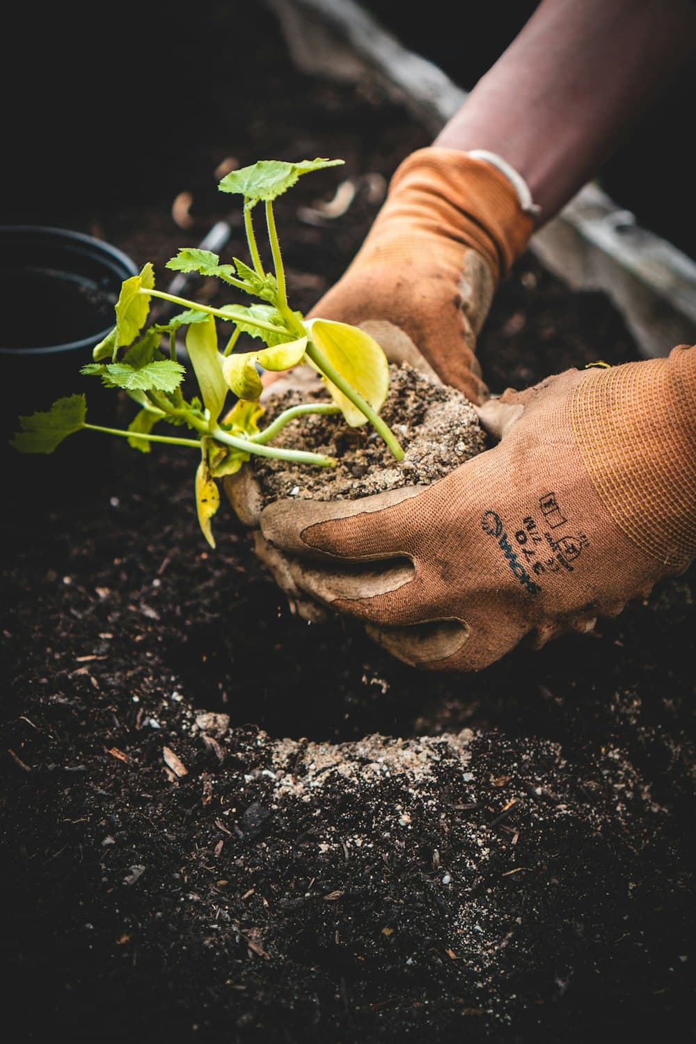 Gloved hands planting a seedling in fresh soil