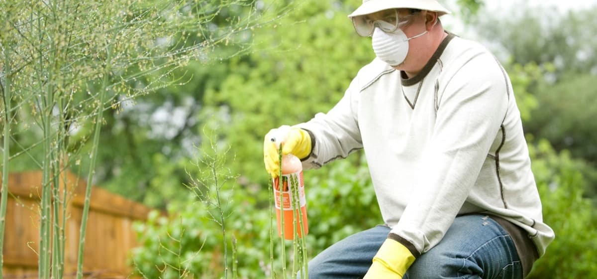 A masked technician in gloves treating a planting bed