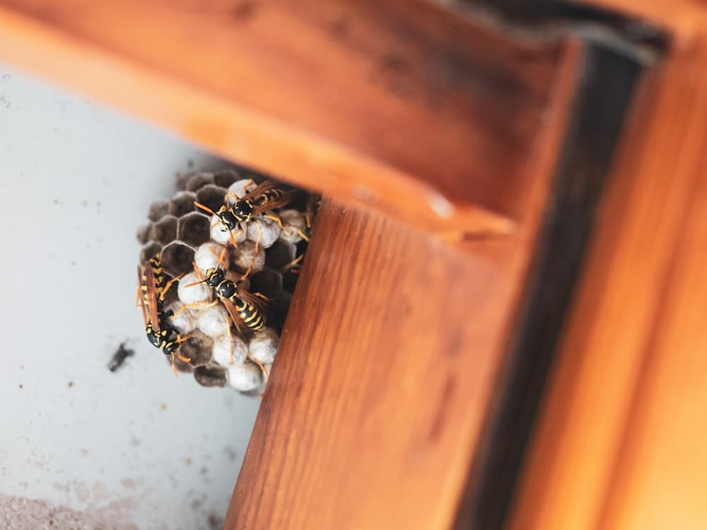 A wasp nest tucked under a wooden window frame